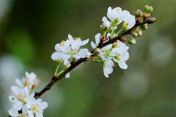 Selective Focus Photography of White Cherry Blossoms