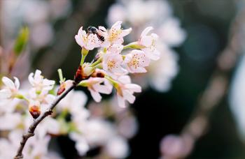 Selective Focus Photography of White Cherry Blossoms