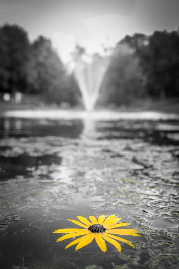 Selective Focus Photography of Yellow Black Eyed Susan Flower on Water