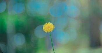 Selective Photo of Yellow Dandelion