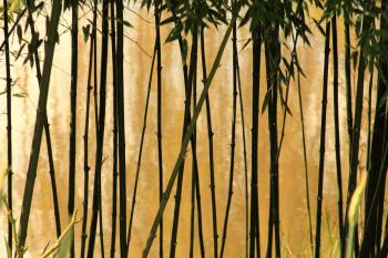 Selective Photography of Bamboo Trees