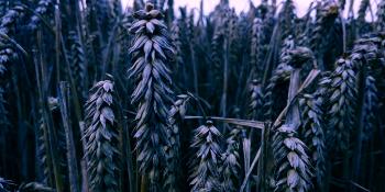 Selective Photography Of Wheat