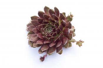 Sempervivum 'Pileosium' – Hen and Chicks