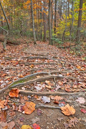 Seneca Fall Forest Trail - HDR