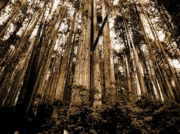 Sepia Photo of Forest