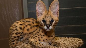 Serval | San Diego Zoo Animals & Plants