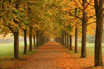 50 Shades of Autumn | Plan(e)t