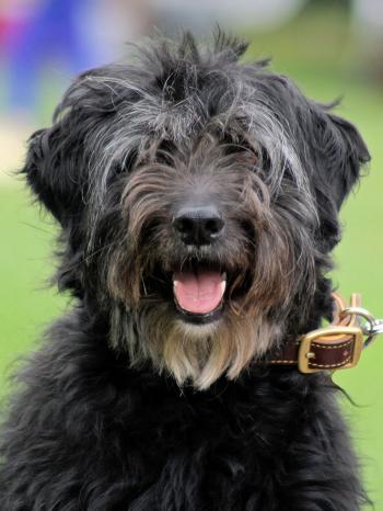Application Process - Houston Shaggy Dog Rescue