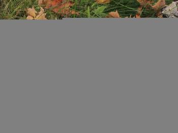 perverdonk.com - /wild flowers/mushrooms/Shaggy Mane/