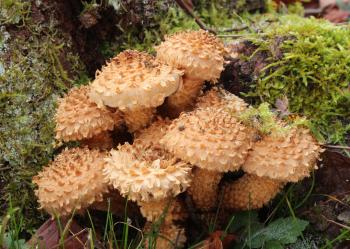 Pholiota squarrosa commonly known as shaggy scalycap shaggy Pholiota ...