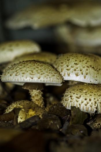 Shaggy Pholiota Mushrooms