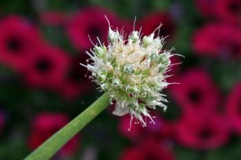 shallots | urban daisy