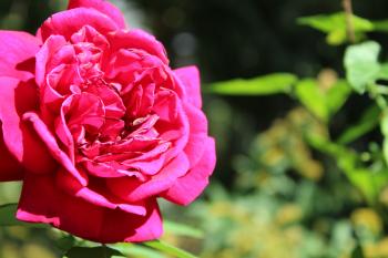 Shallow Focus of Pink Rose