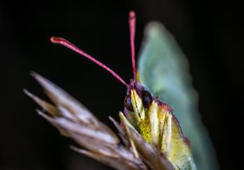 Shallow Focus Photography of Brown Butterfly