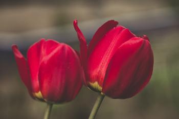Shallow Focus Photography of Two Red Flowers