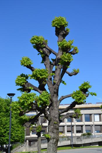 Shaped linden tree