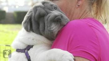 Shar Pei Puppy Loves Hugs! - YouTube