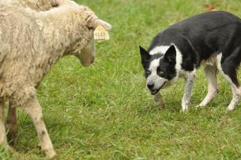 SHEEP DOG TRIALS – Fall Fiber Festival & Montpelier Sheep Dog Trials
