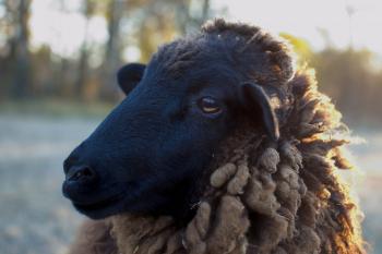 Sheep Closeup