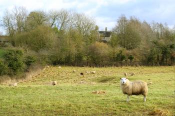Sheep on Grass Field