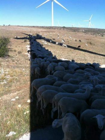 Sheep find shade from windmill - Imgur