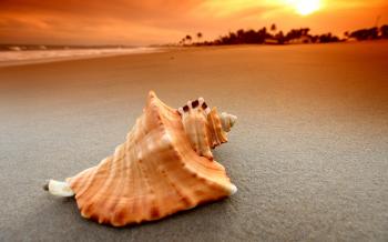 Sea Shell on Beach - Wallpaper #36759