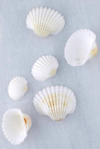 White Clam Shells 3 lb.