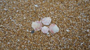 Shells On Shore