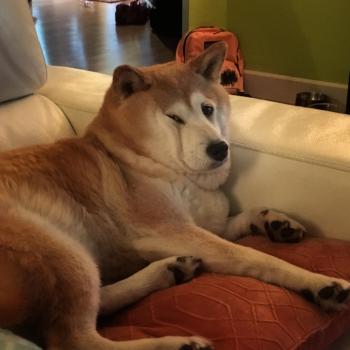 That face you make when you remember tomorrow is Monday : shiba