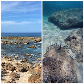 FIRST TIMER'S GUIDE TO OAHU'S NORTH SHORE