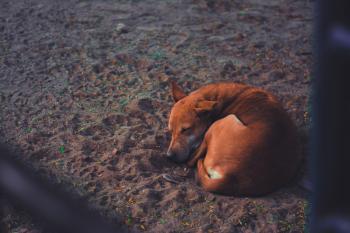 Short-coated Dog Sleeping on Soil Ground at Daytime