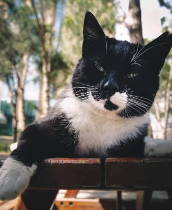 Short-fur Black and White Cat