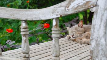 Short-fur Gray Cat Sleeping on Gray Wooden Surface