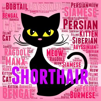 Shorthair Cat Represents Feline Puss And Purebred