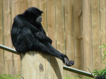 Siamang in the Zoo