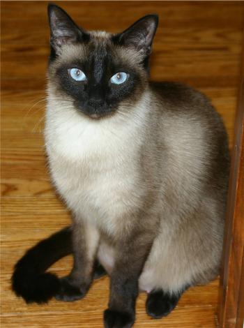 File:Niobe050905-Siamese Cat.jpeg - Wikimedia Commons