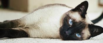 File:Female siamese cat.jpg - Wikimedia Commons