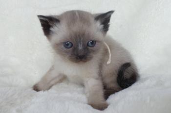 Sold | Mitten Kittens