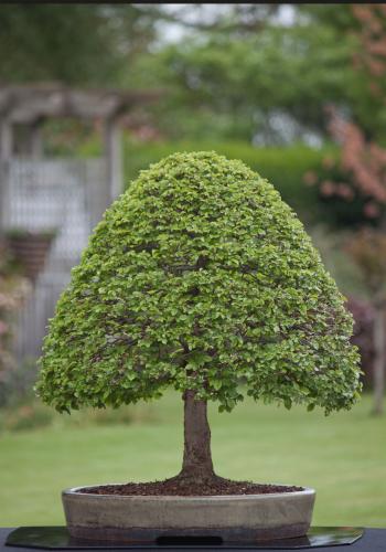 Siberian Elm | Bonsai-Passion