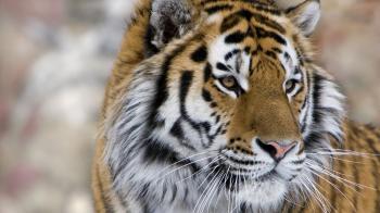Siberian Tiger Safaris & Tiger Holidays - Natural World Safaris