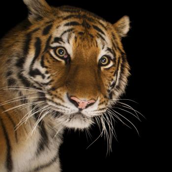 Siberian Tiger | National Geographic