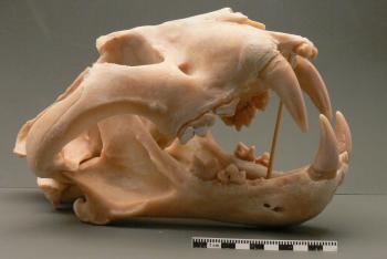 6219_Tiger__anglelarge.JPG