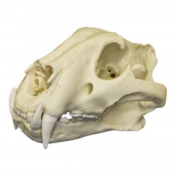 Replica Bengal Tiger Skull For Sale – Skulls Unlimited International ...