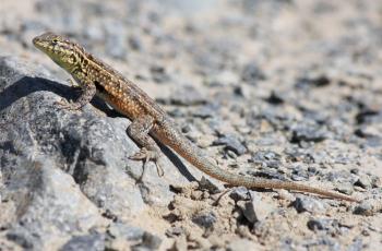 Side-blotched Lizard, Uta stansburiana