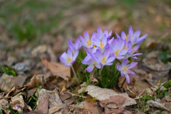 Signs of Spring | Found Photos