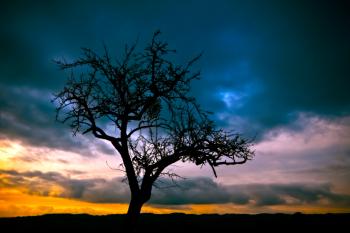 Silhouette of Bare Tree Under Dimmed Sky during Sunset