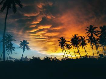 Silhouette of Coconut Trees Under Dark Clouds during Golden Hours
