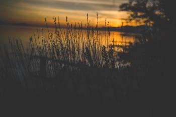 Silhouette of Grass Near Body of Water during Golden Hour