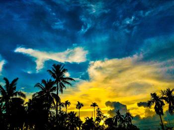 Silhouette of Palm Trees Under Blue and Yellow Sky