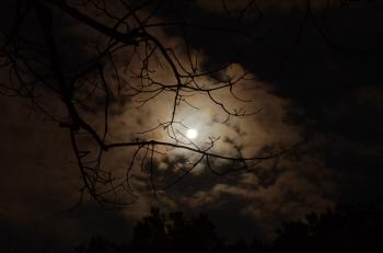 Silhouette of Tree Branch Under White Cloudy Skies during Nighttime
